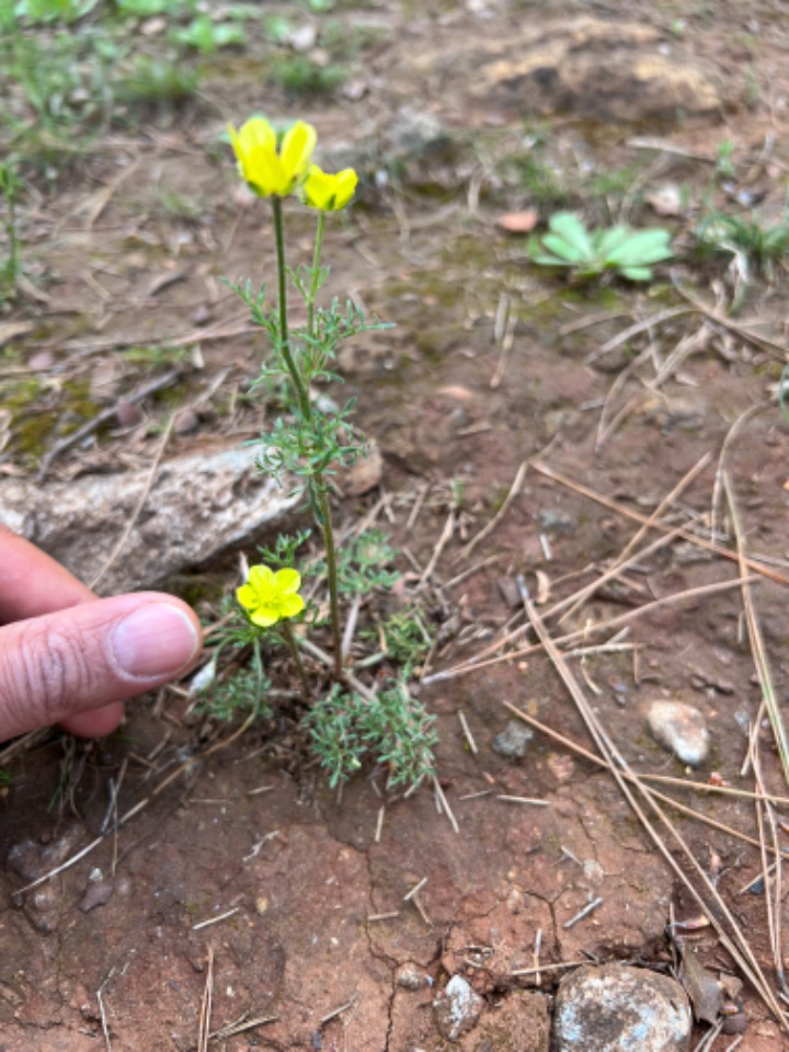 Ranunculus millefolius