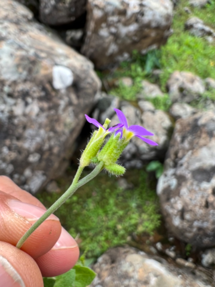 Arabis verna