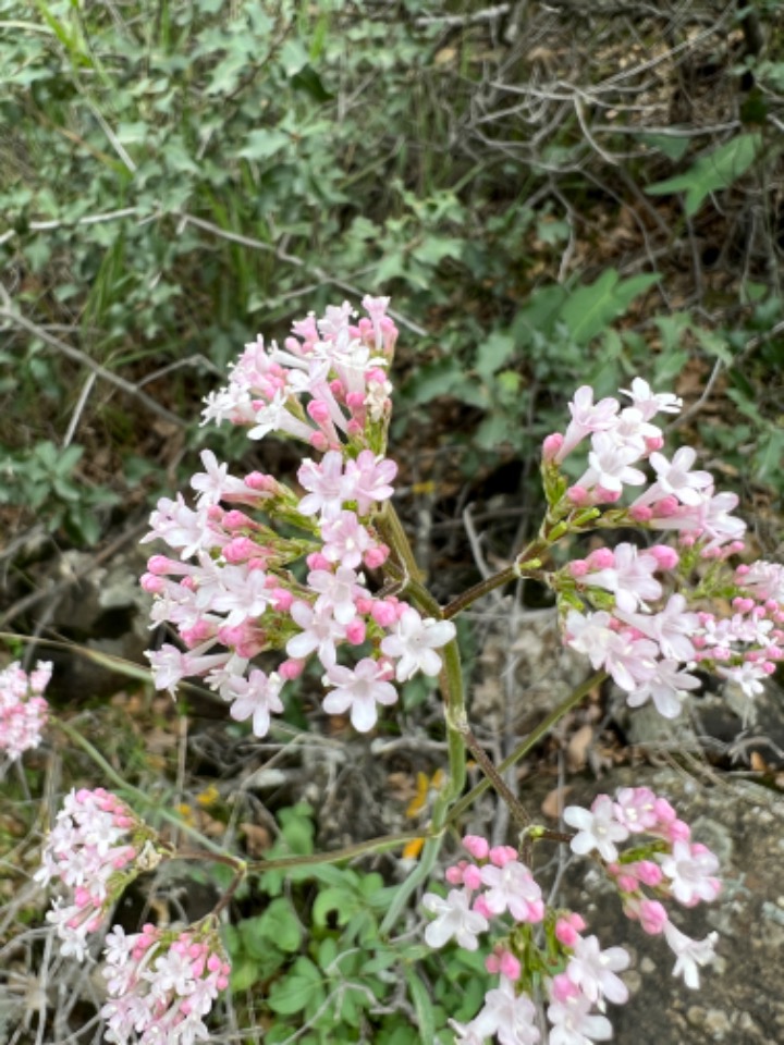 Valeriana dioscoridis