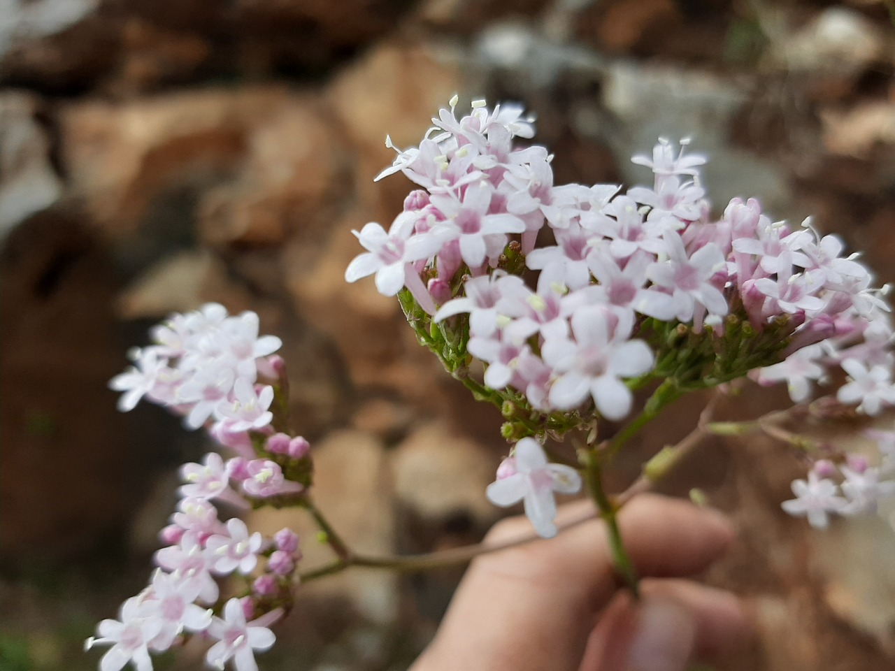 Valeriana dioscoridis