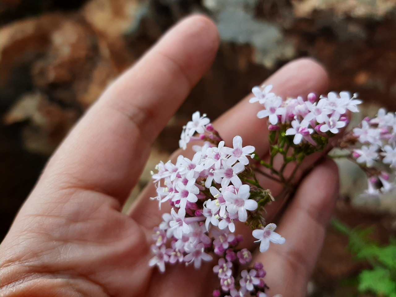 Valeriana dioscoridis