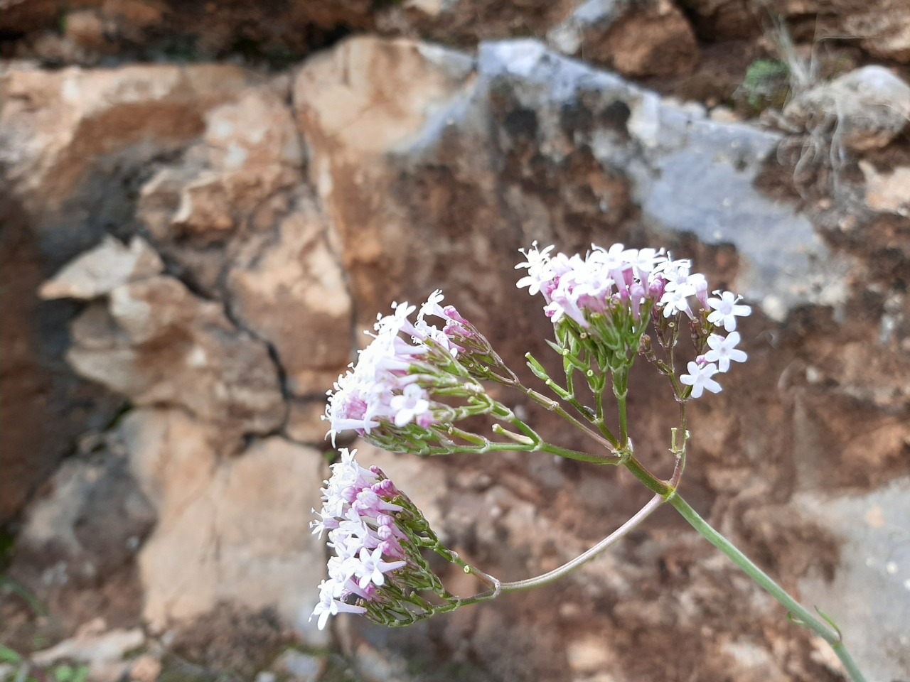 Valeriana dioscoridis