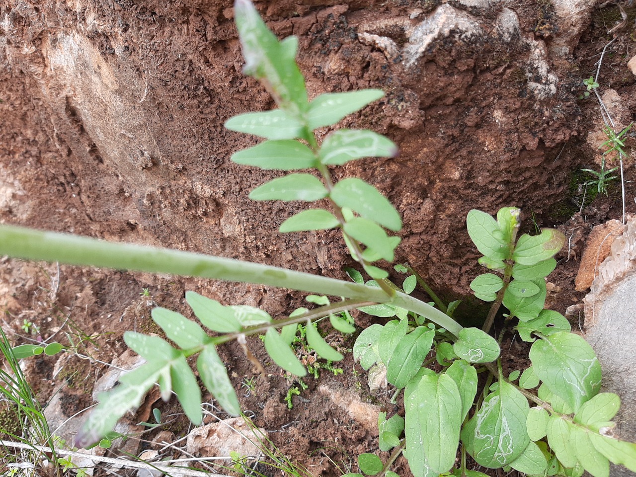 Valeriana dioscoridis