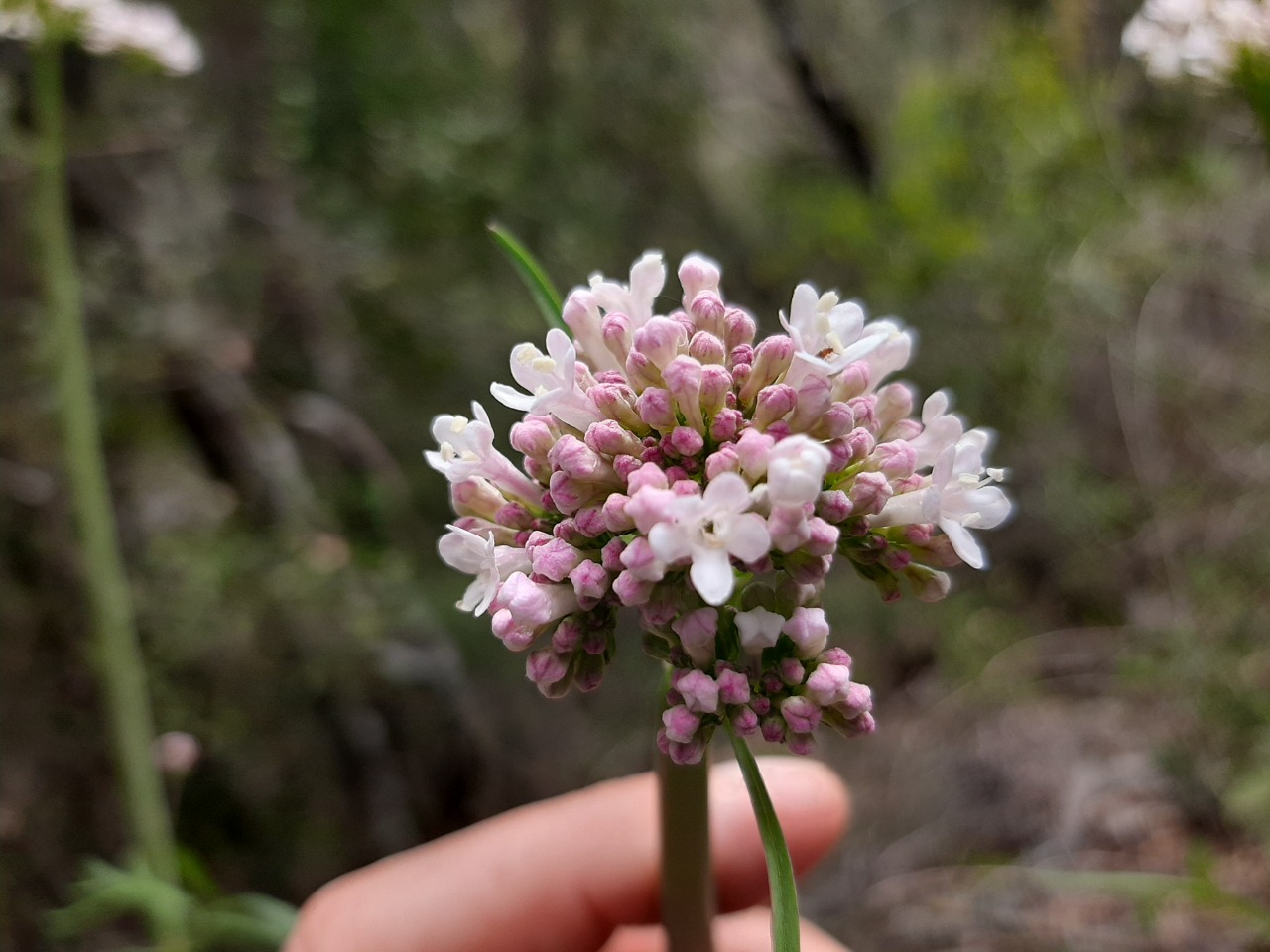 Valeriana dioscoridis