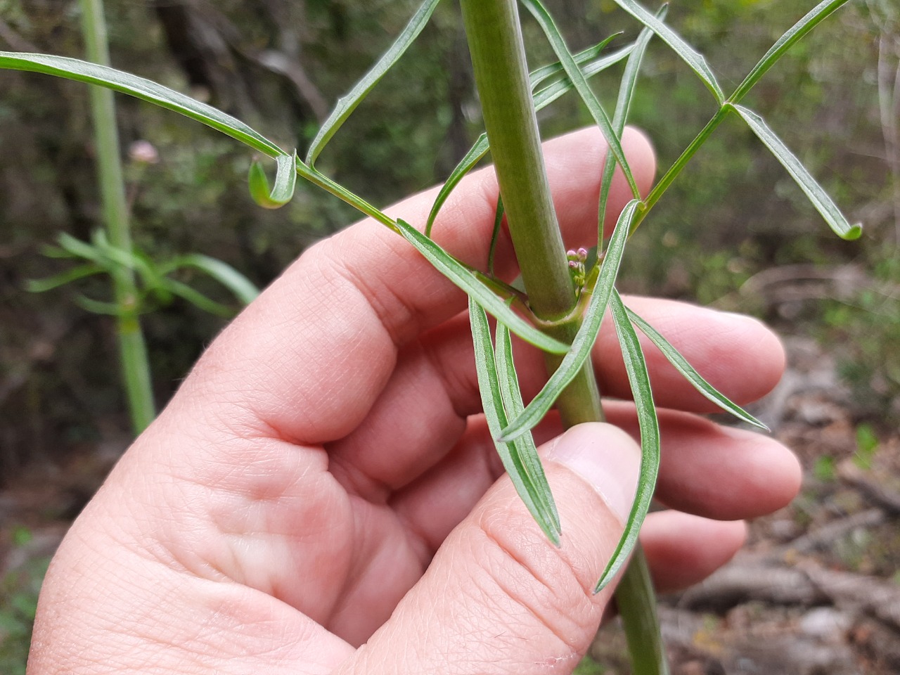 Valeriana dioscoridis