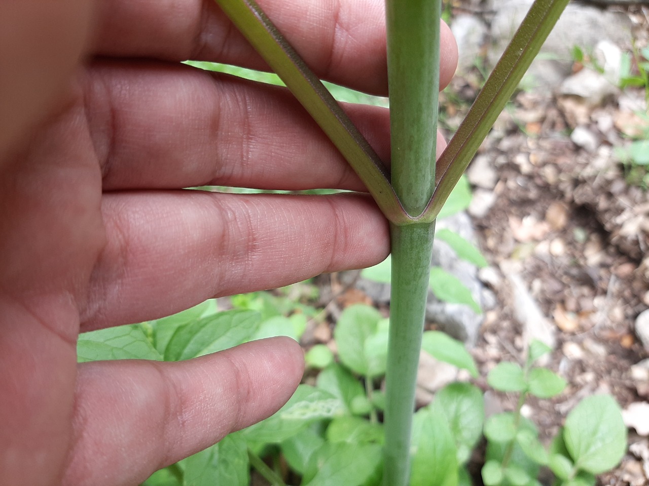 Valeriana dioscoridis
