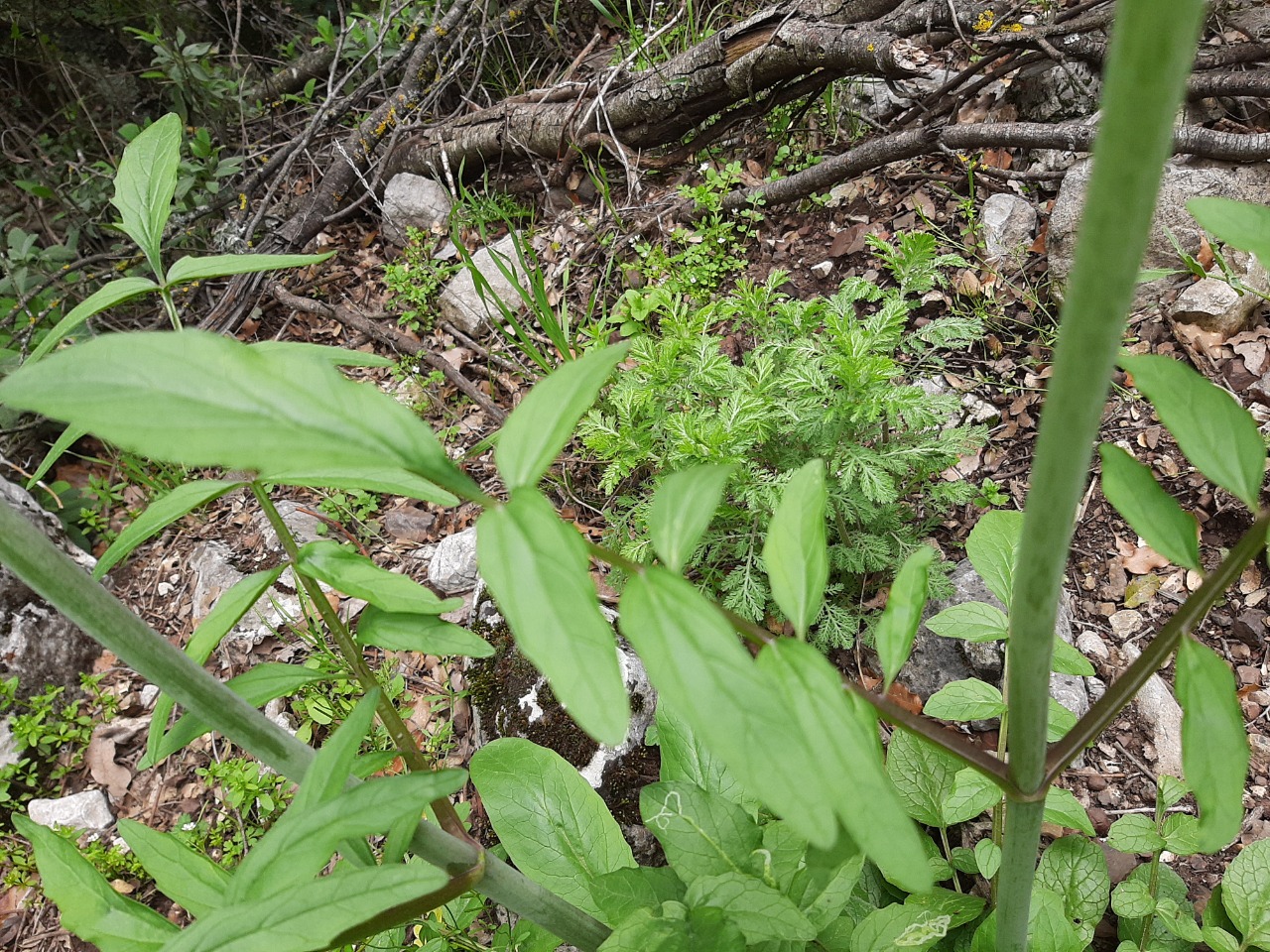 Valeriana dioscoridis