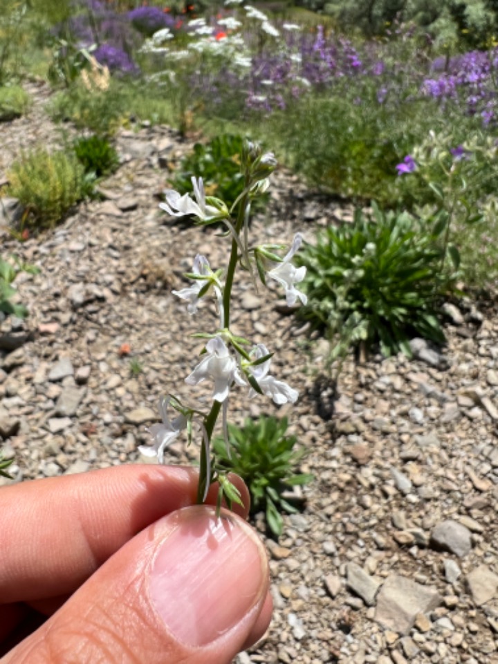 Linaria chalepensis