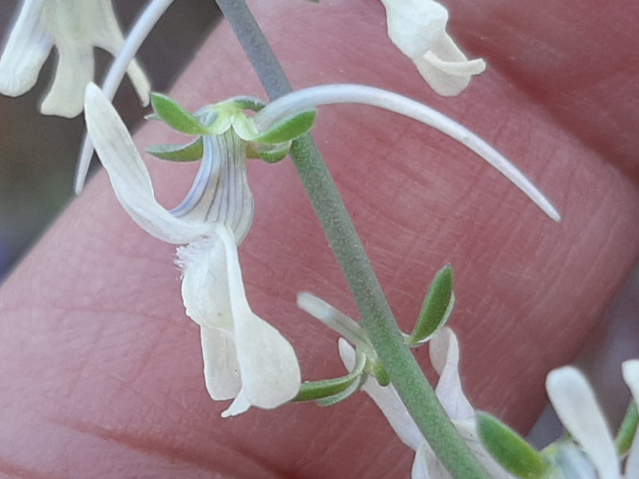 Linaria chalepensis