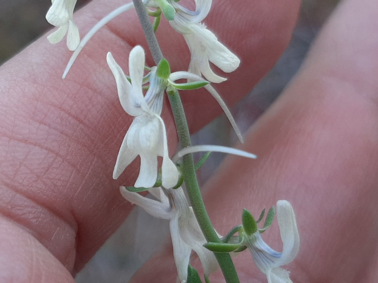 Linaria chalepensis