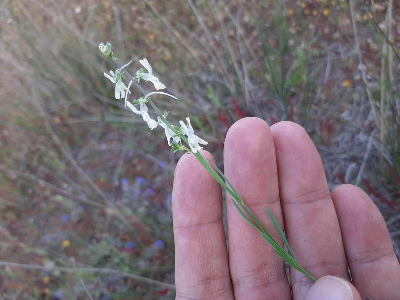 Linaria chalepensis