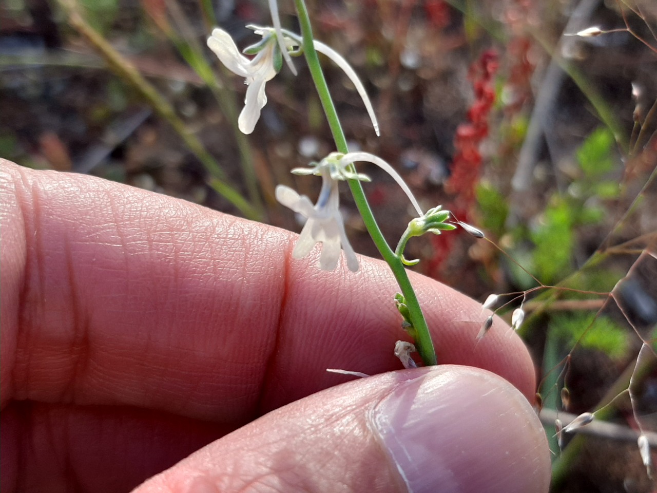 Linaria chalepensis