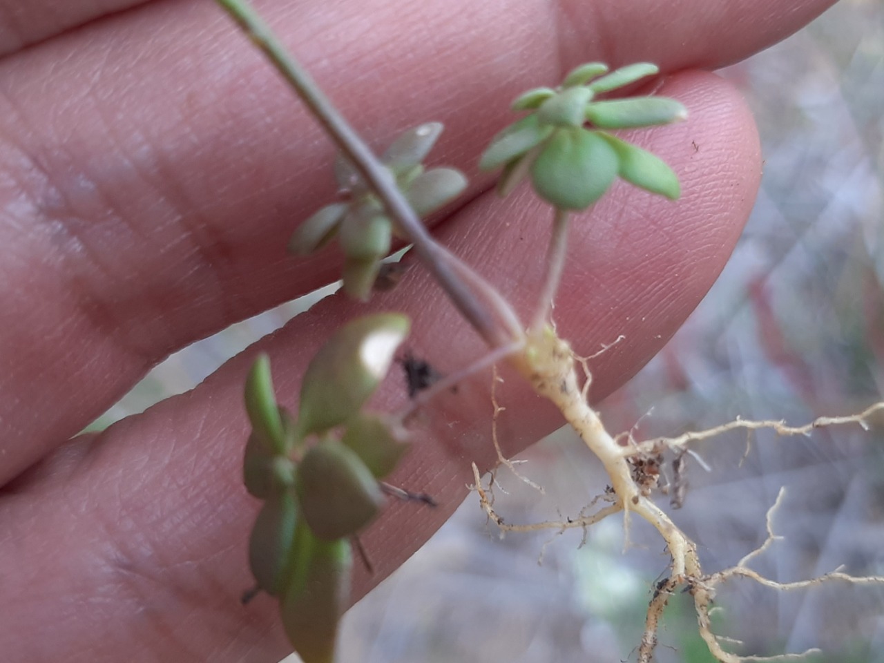 Linaria chalepensis