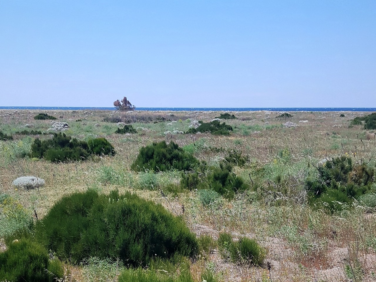 Ephedra distachya