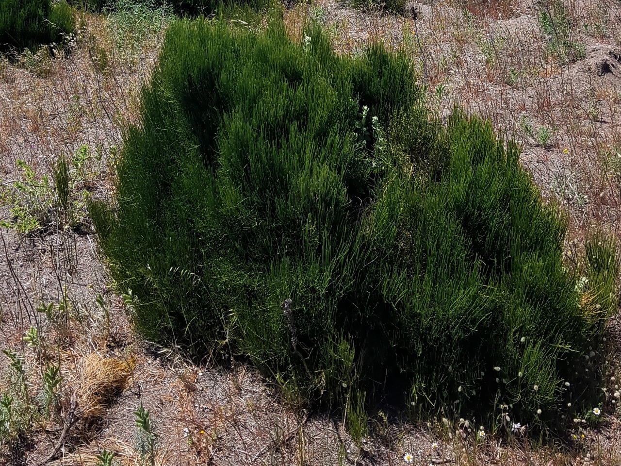 Ephedra distachya