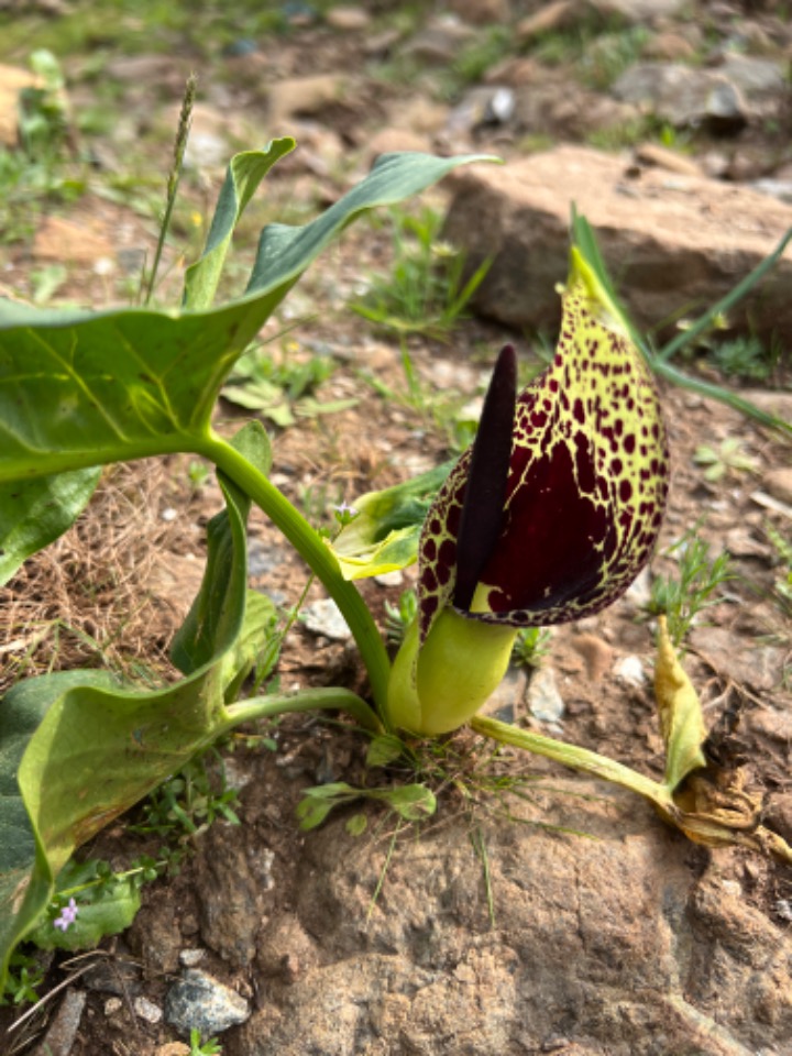 Arum dioscoridis