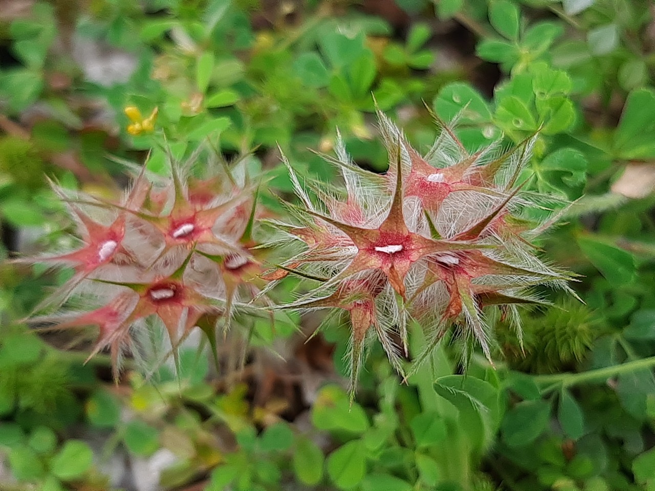 Trifolium stellatum