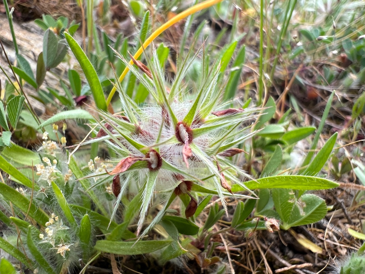 Trifolium stellatum