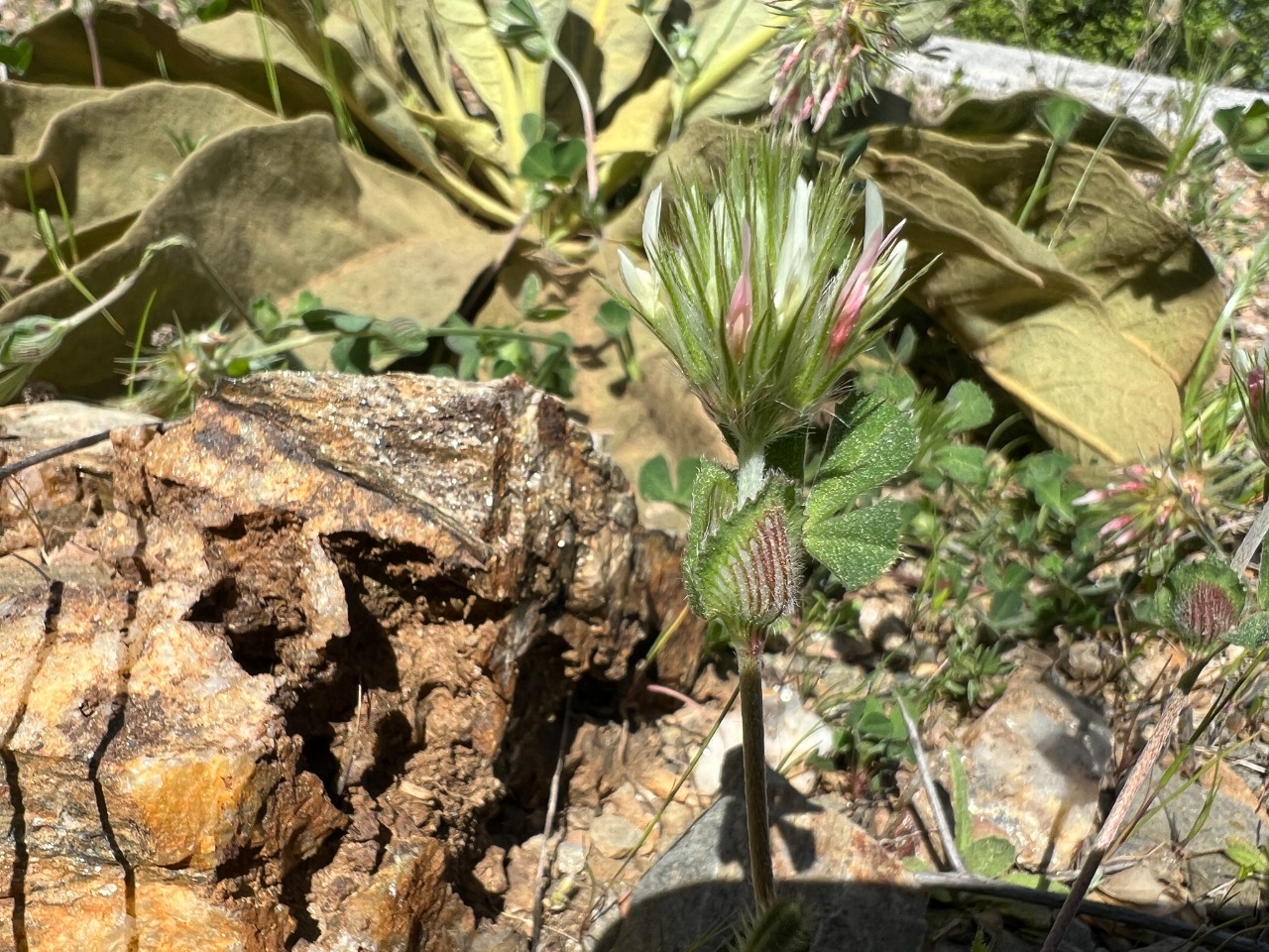 Trifolium stellatum