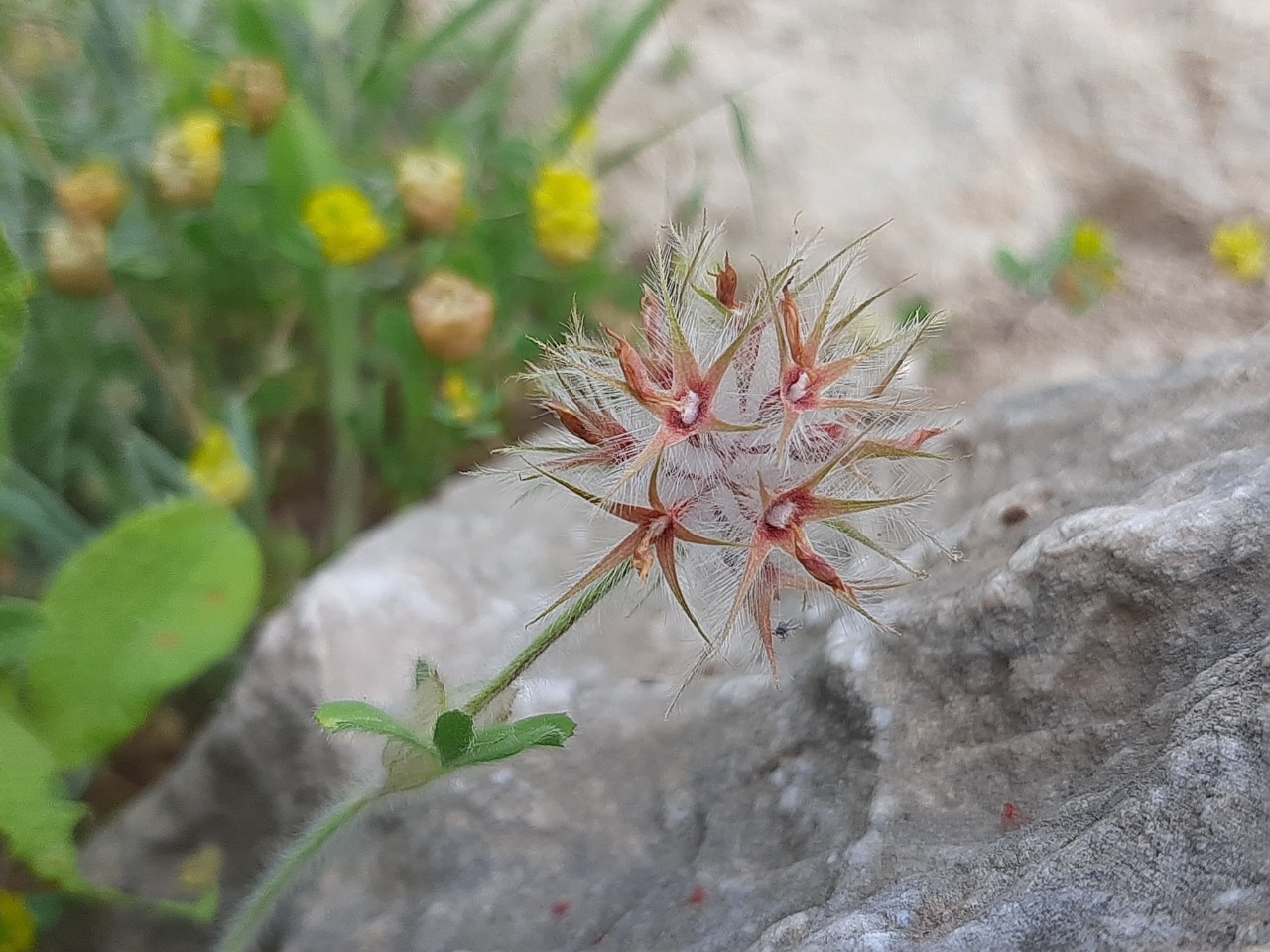 Trifolium stellatum