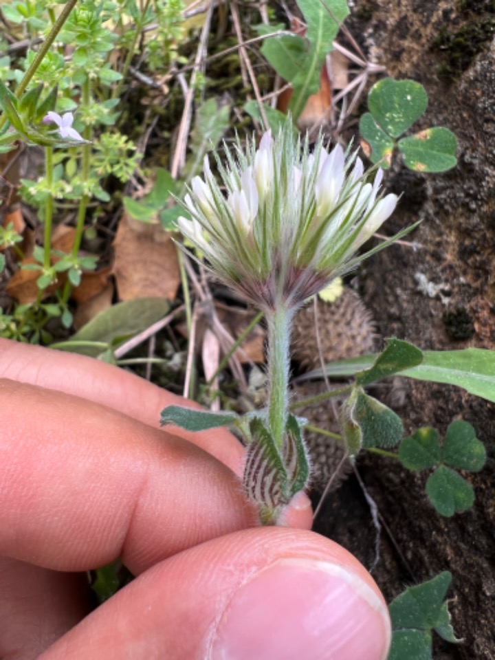 Trifolium stellatum