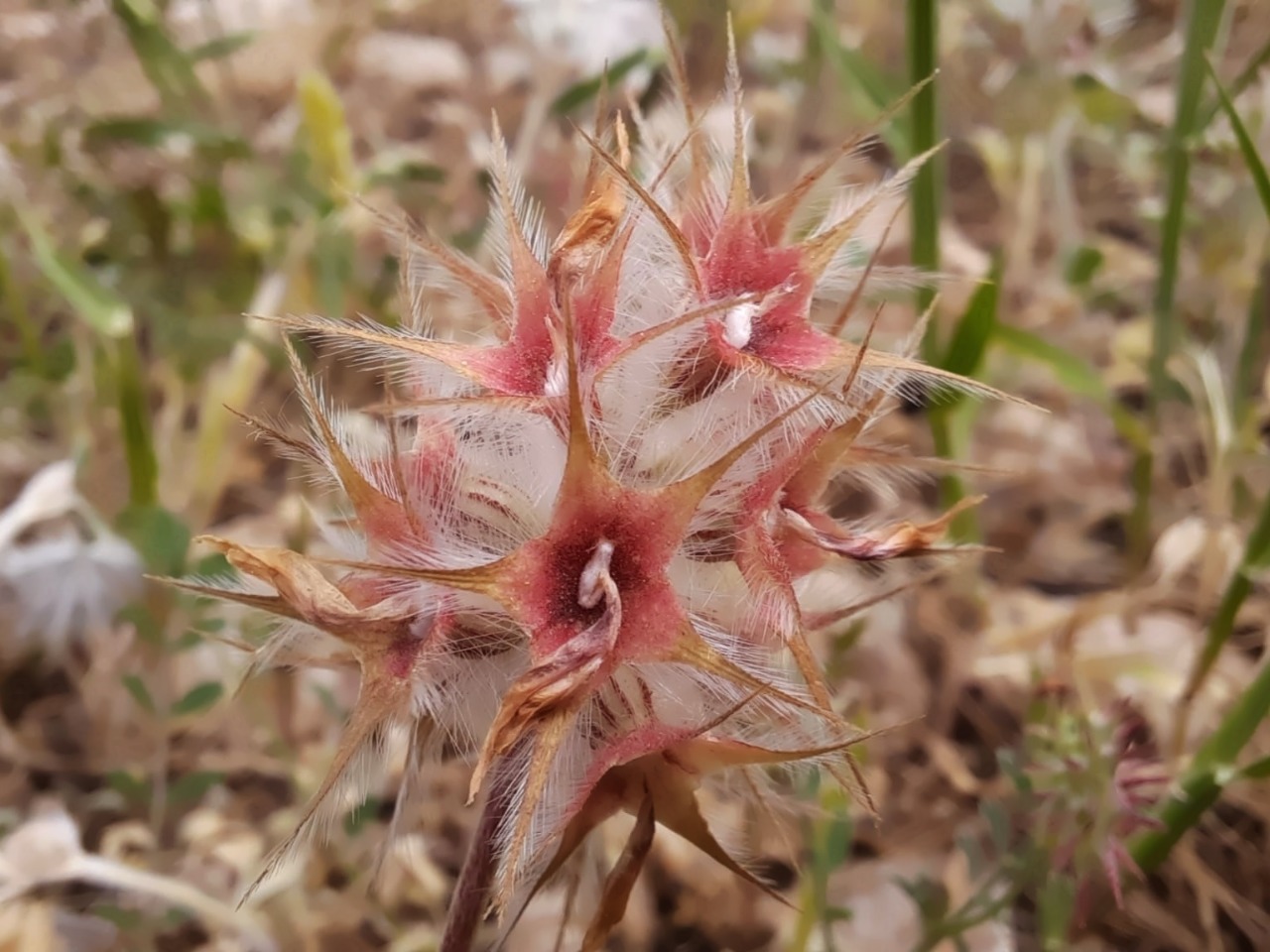 Trifolium stellatum