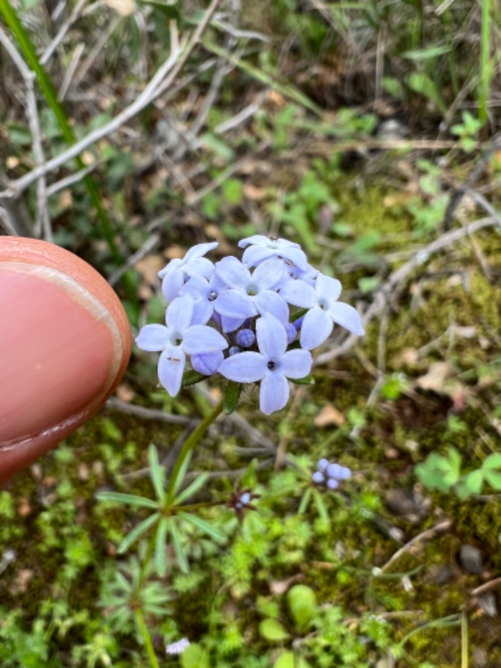 Asperula orientalis