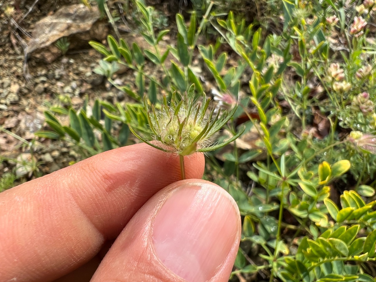 Asperula orientalis