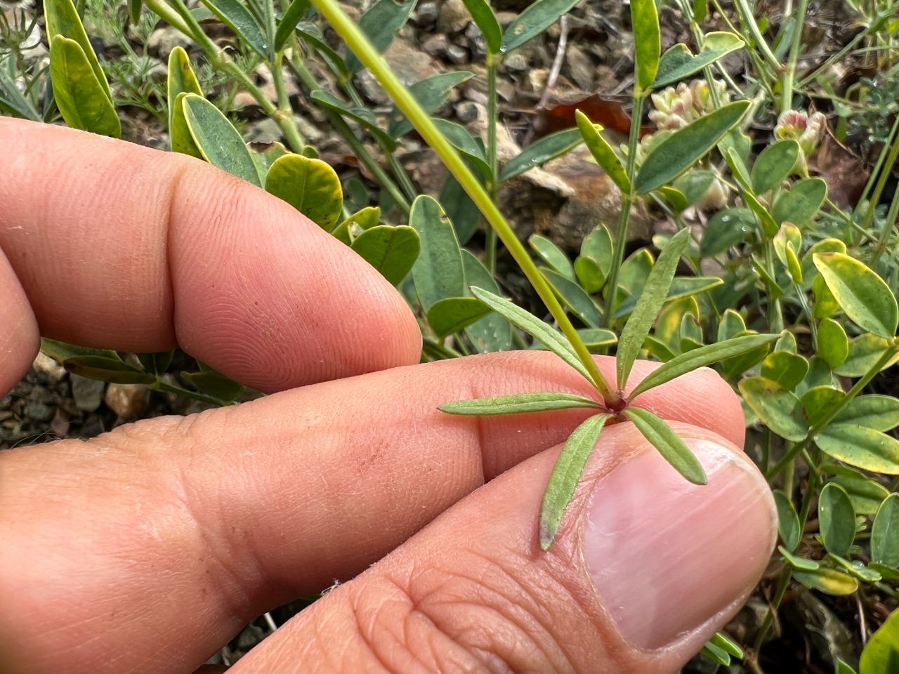 Asperula orientalis