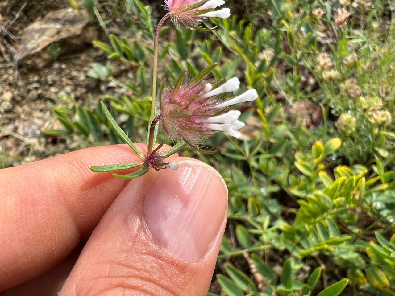 Asperula orientalis