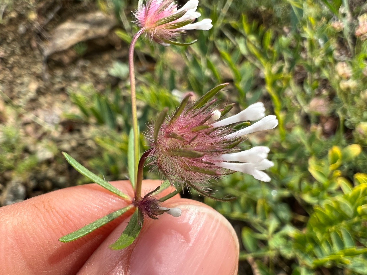 Asperula orientalis