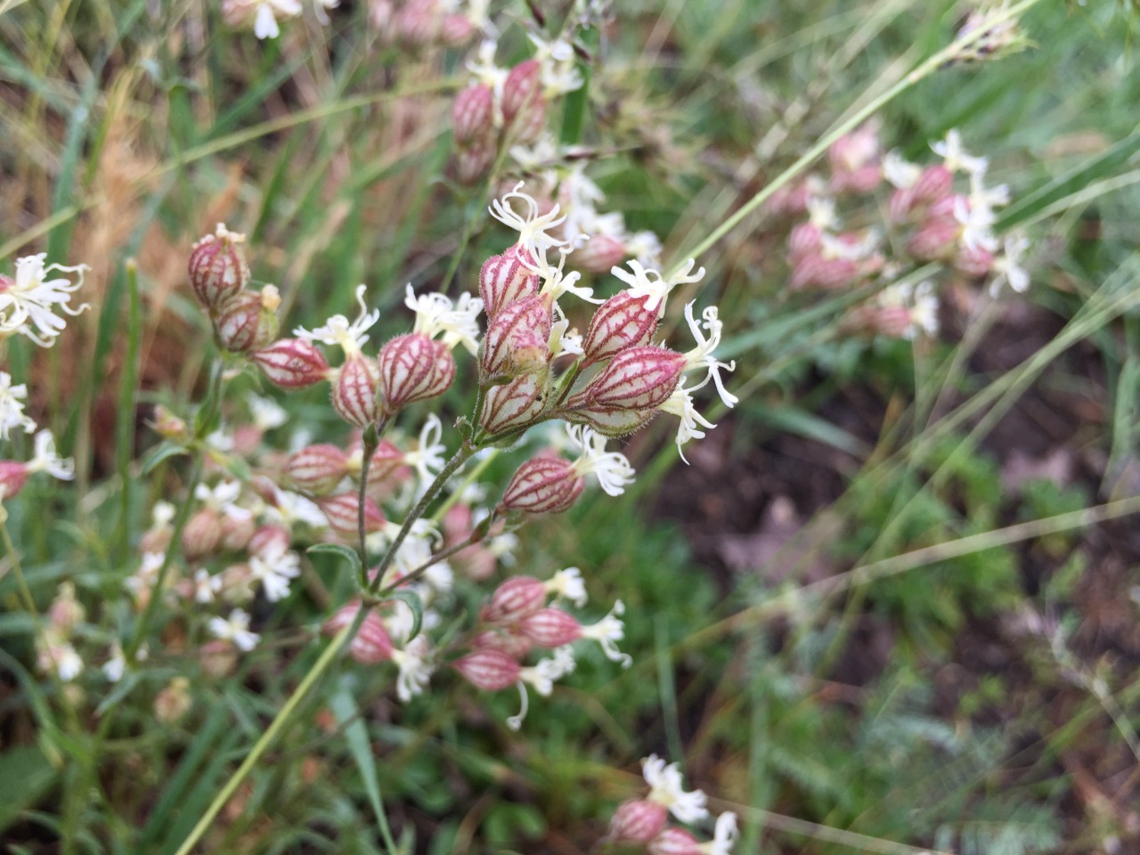 Silene spergulifolia