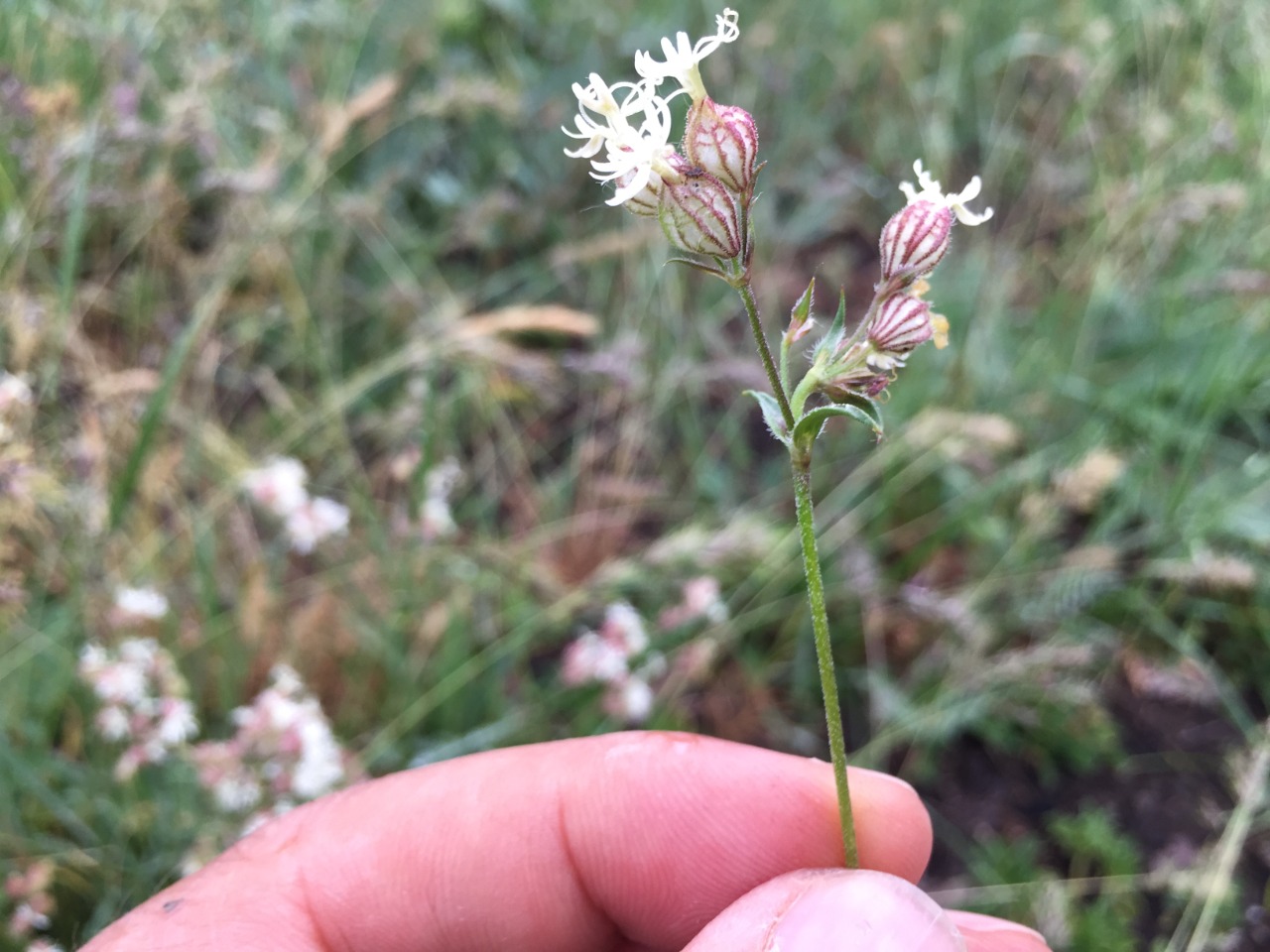 Silene spergulifolia