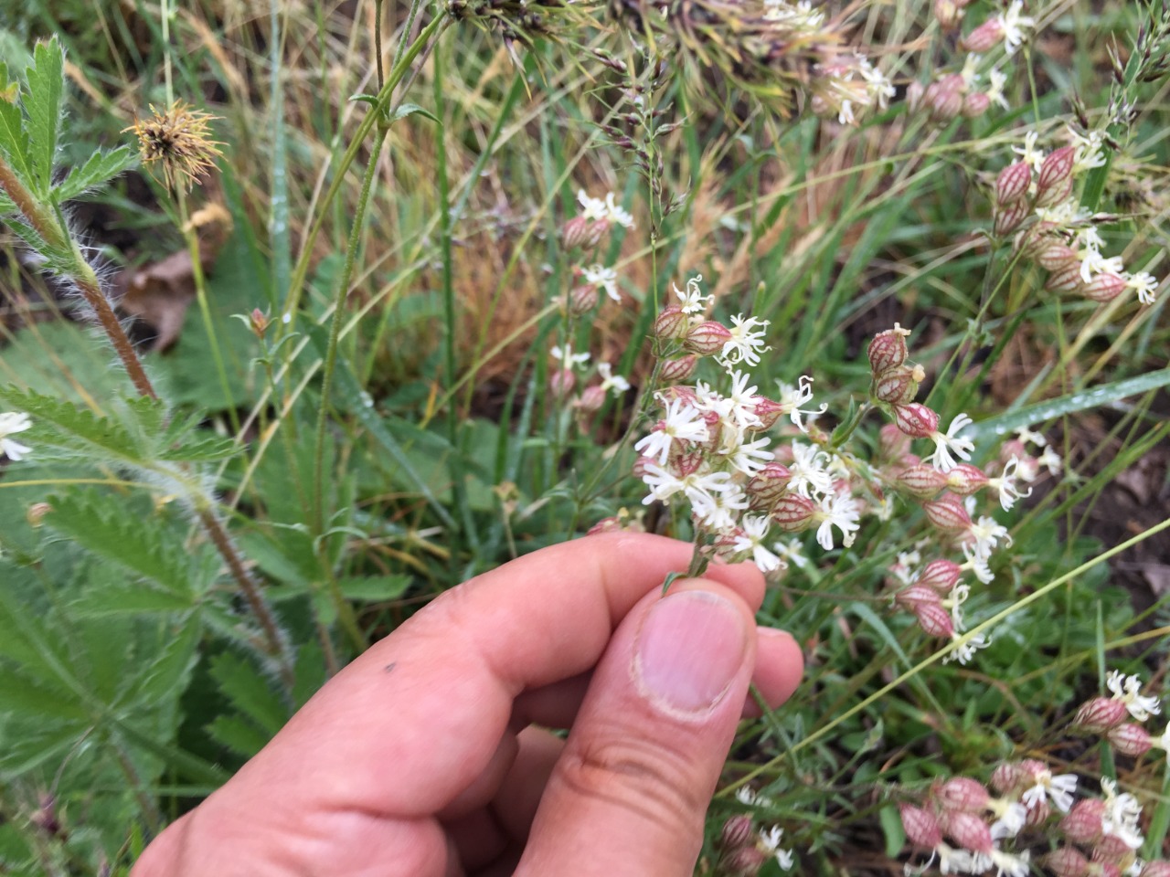 Silene spergulifolia