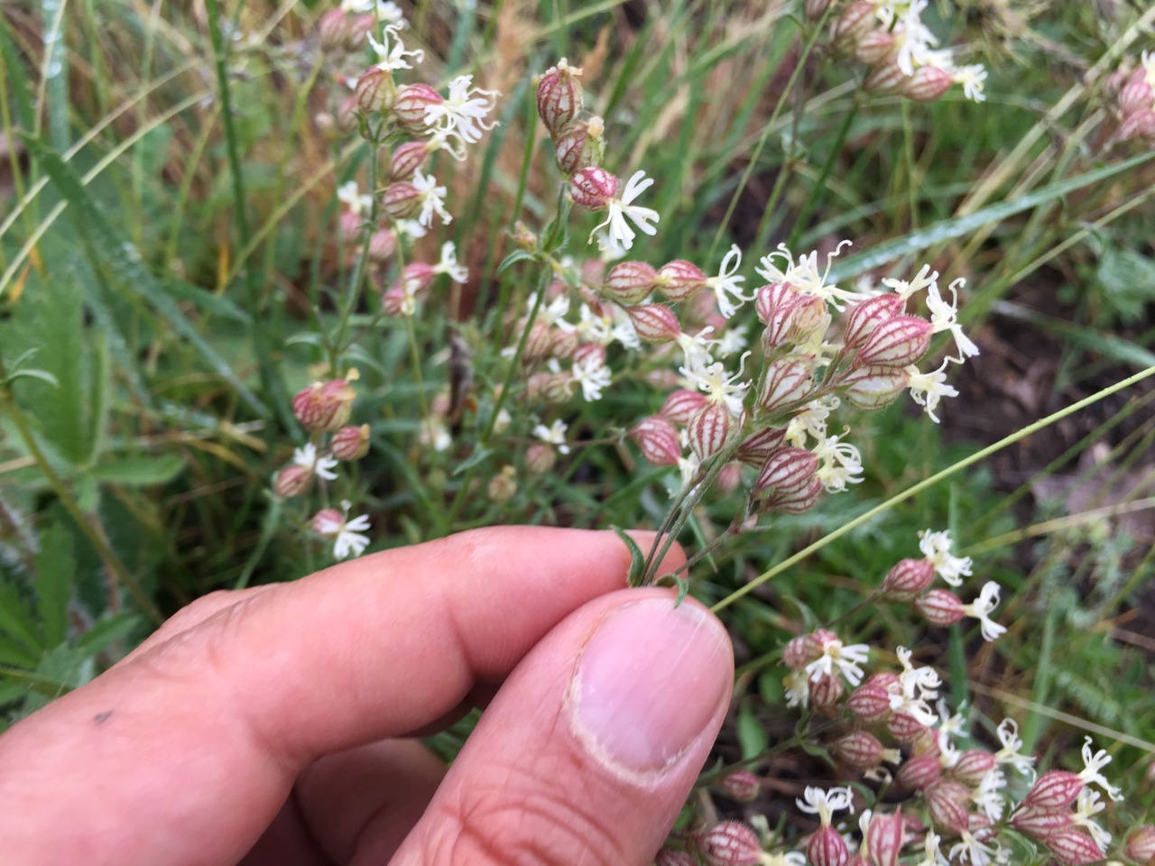 Silene spergulifolia