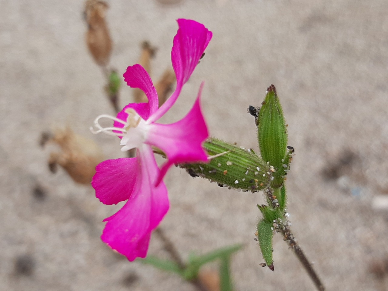 Silene conica