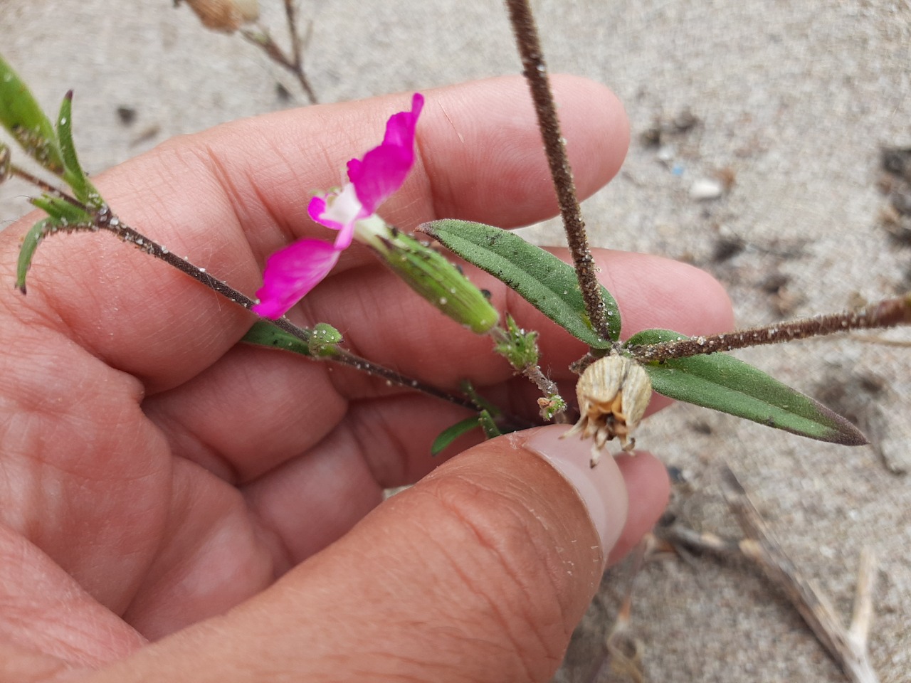 Silene conica