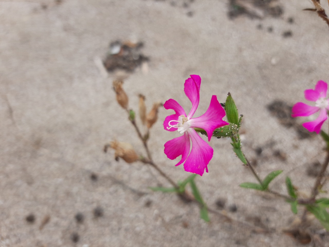 Silene conica