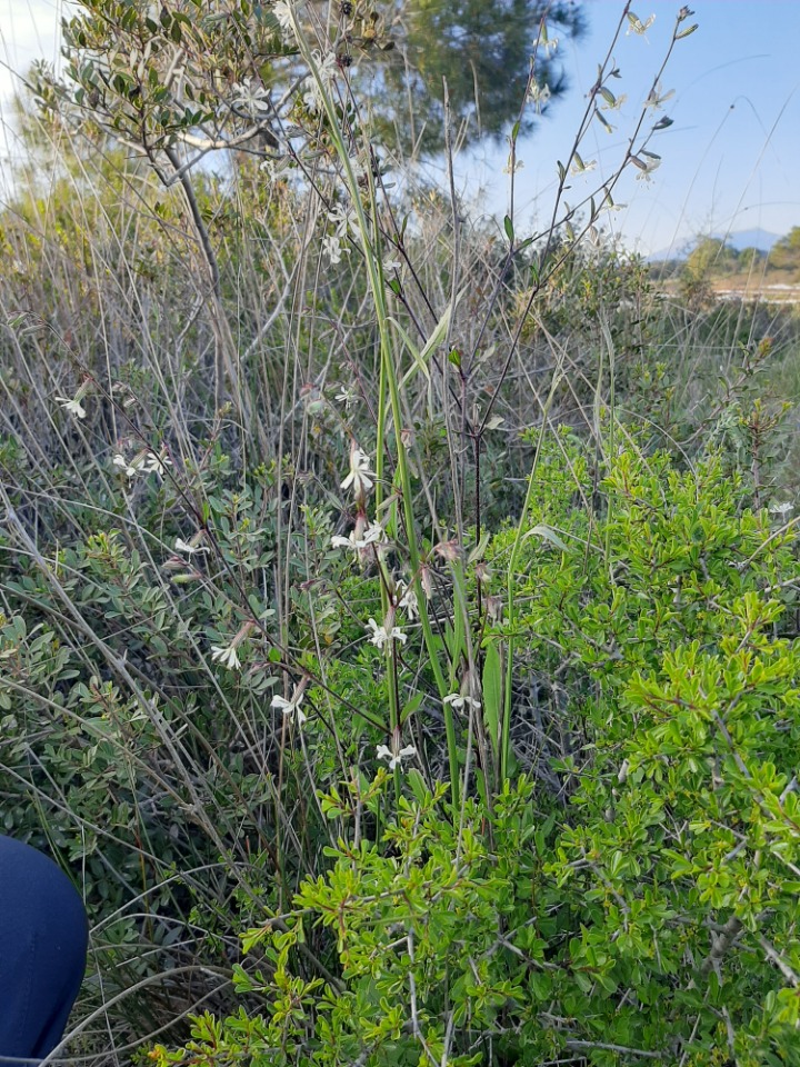 Silene italica