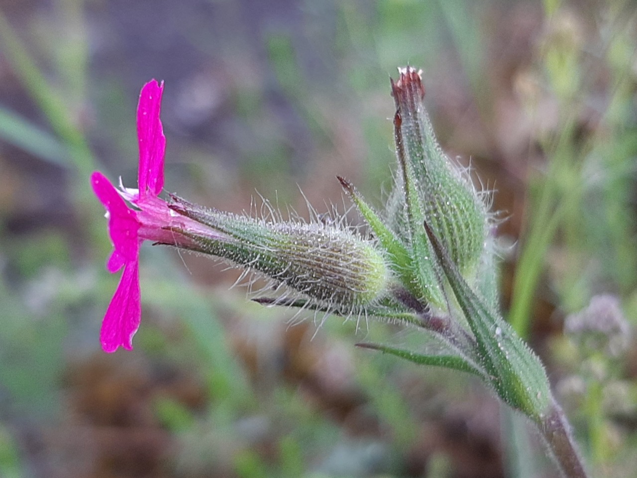 Silene lydia