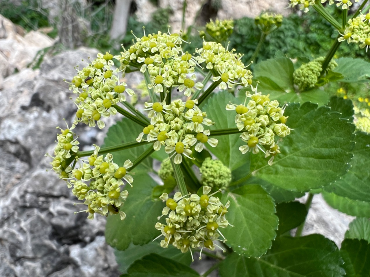 Smyrnium olusatrum