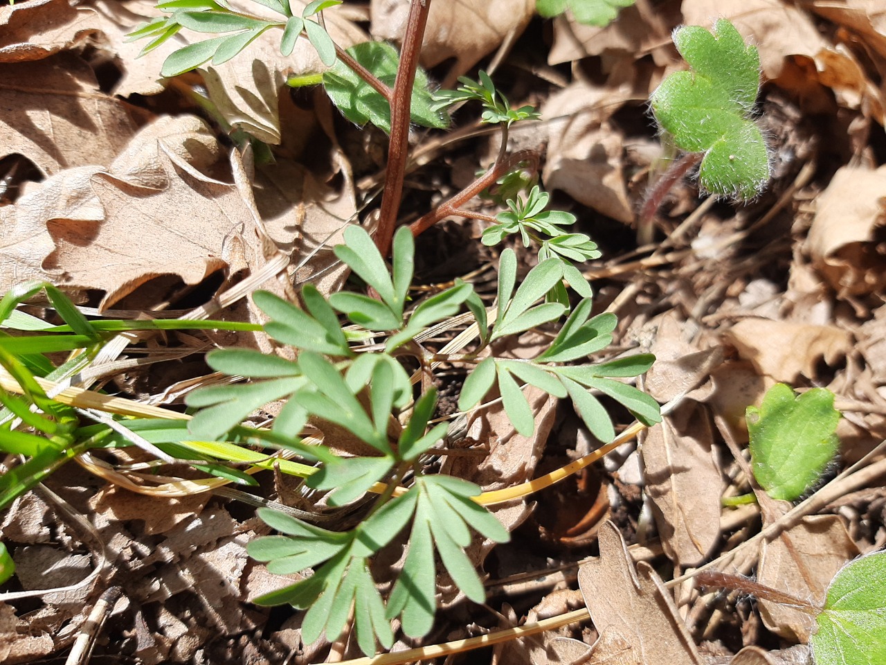 Corydalis caucasica