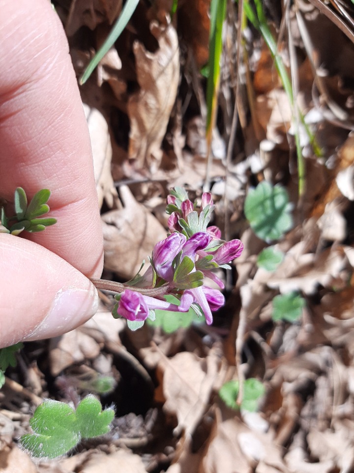 Corydalis caucasica