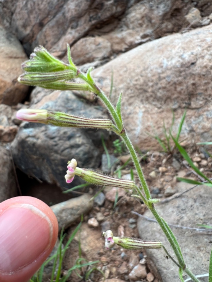 Silene discolor