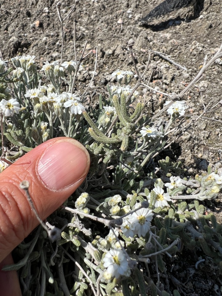 Achillea ketenoglui