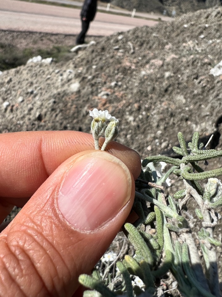 Achillea ketenoglui