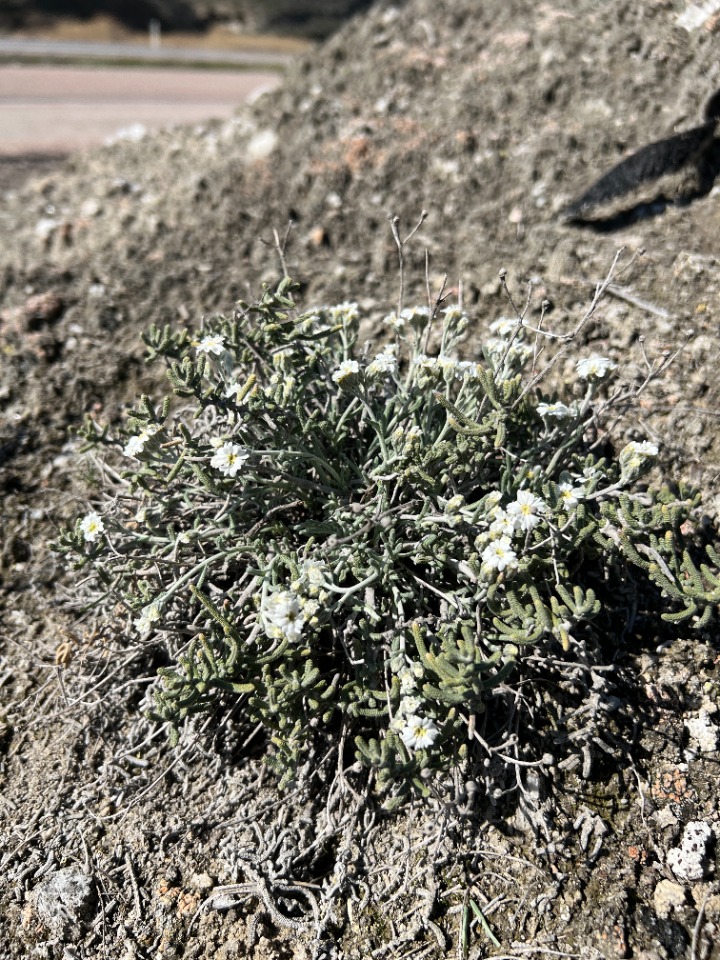 Achillea ketenoglui