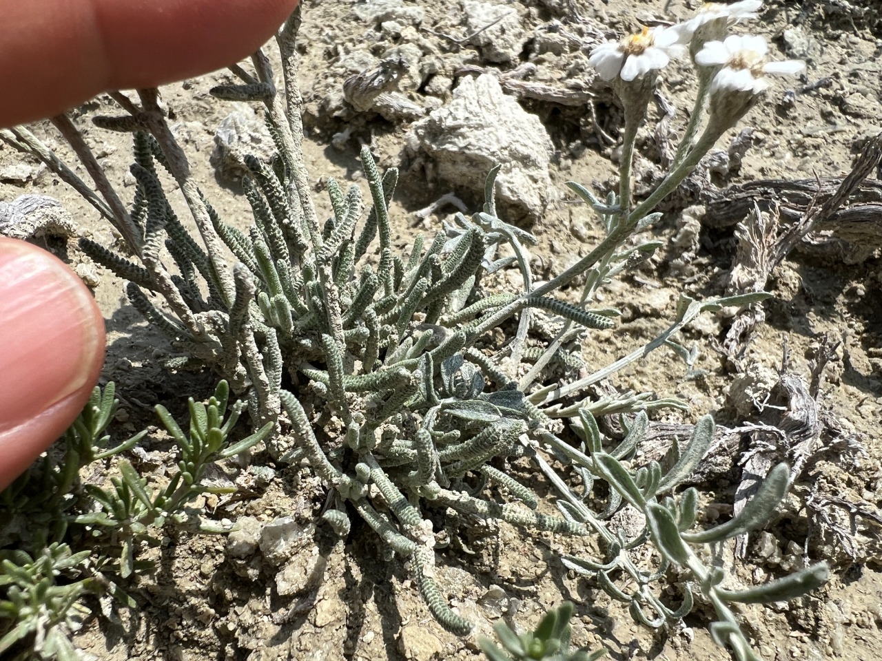 Achillea ketenoglui