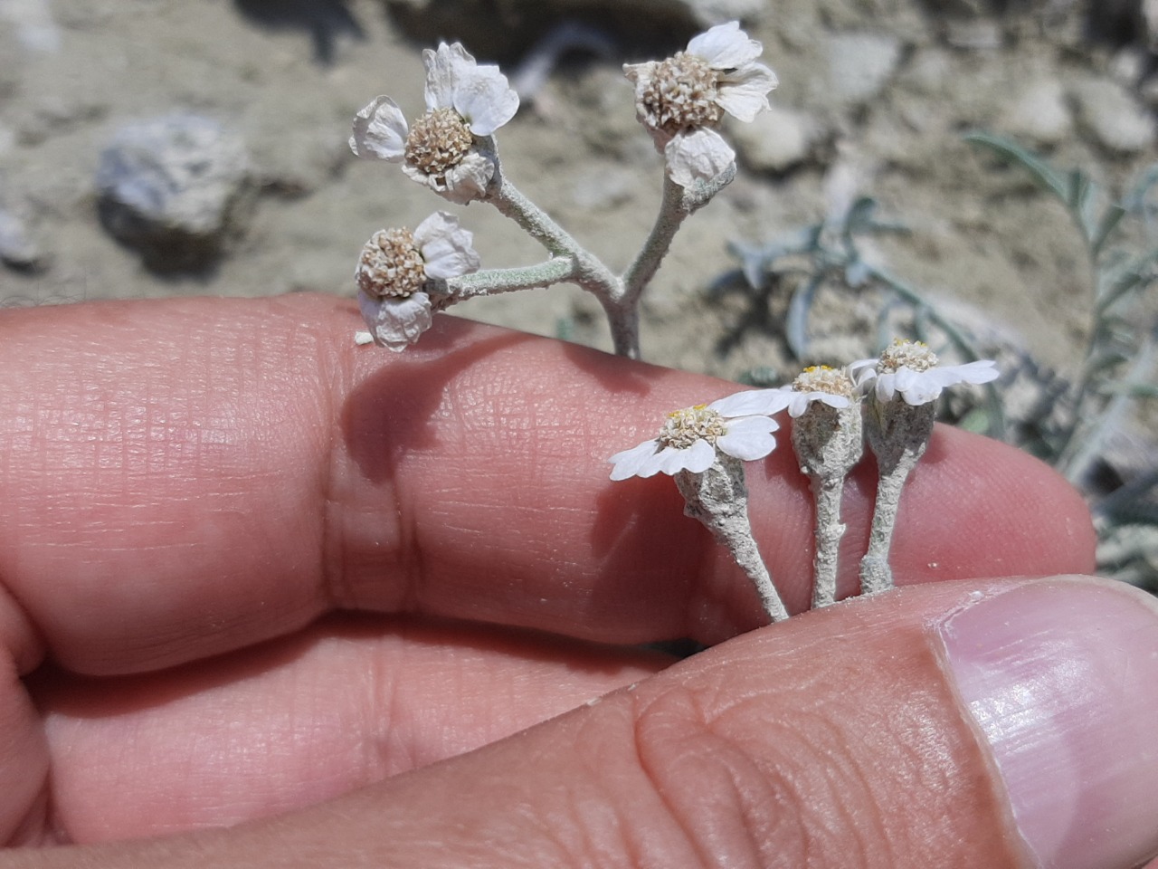 Achillea ketenoglui