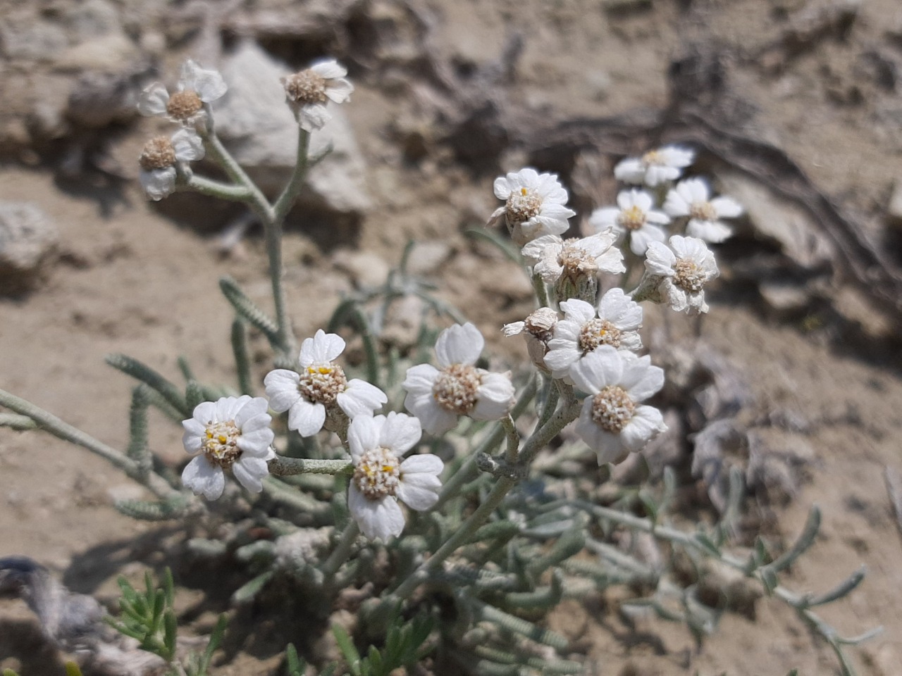 Achillea ketenoglui